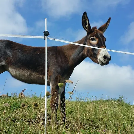 Niditas Отель типа 