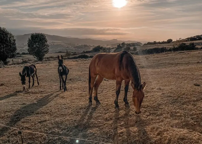 Bed and breakfast Niditas *