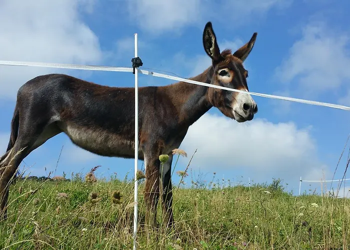 Niditas Bed and breakfast *